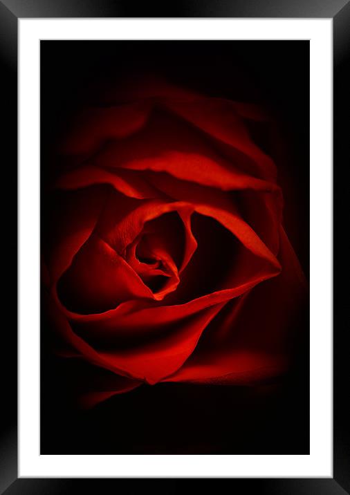 Red Rose IPhone Case Framed Mounted Print by pixelviii Photography