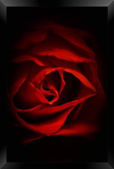 Red Rose IPhone Case Framed Print by pixelviii Photography