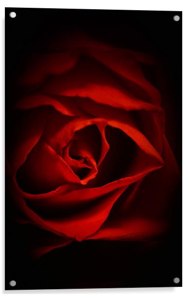 Red Rose IPhone Case Acrylic by pixelviii Photography