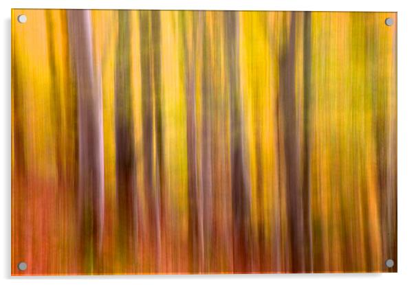 Autumn colours Acrylic by Nigel Atkinson