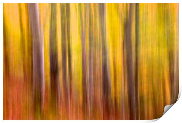 Autumn colours Print by Nigel Atkinson