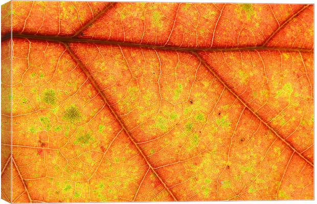 Autumn Pattern Canvas Print by Nigel Atkinson