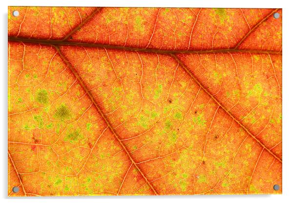 Autumn Pattern Acrylic by Nigel Atkinson