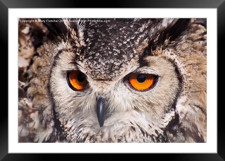 Long Eared Owl (Asio otus) Framed Mounted Print by Mary Fletcher