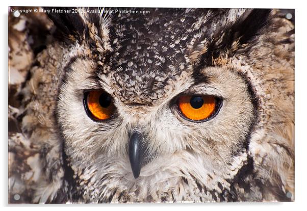 Long Eared Owl (Asio otus) Acrylic by Mary Fletcher