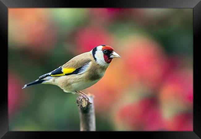 goldfinch Framed Print by Kelvin Rumsby