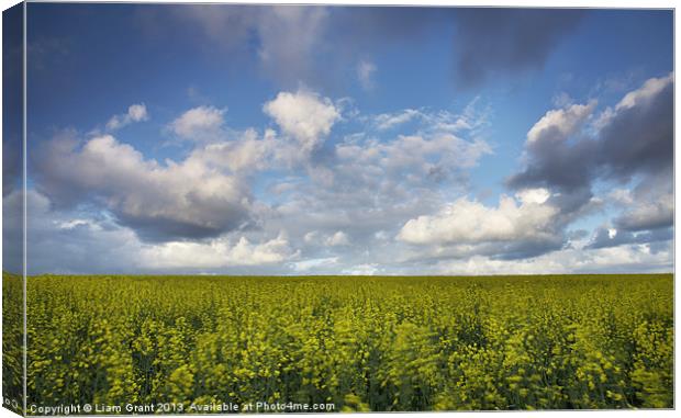 Clouds over field of Rape, Egmere, Walsingham, Nor Canvas Print by Liam Grant
