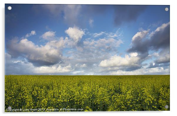 Clouds over field of Rape, Egmere, Walsingham, Nor Acrylic by Liam Grant