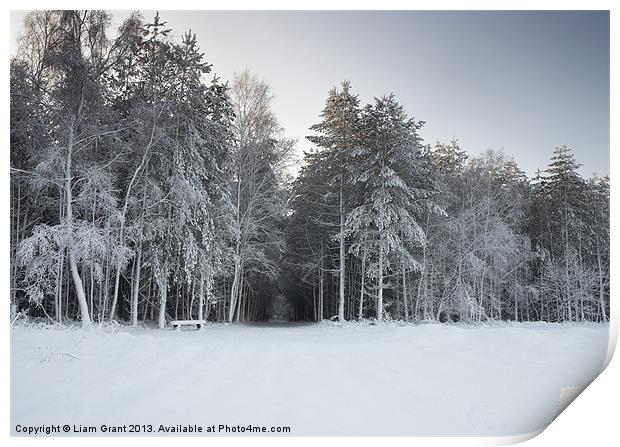 Snow, Thetford Forest, Norfolk, United Kingdom, Wi Print by Liam Grant