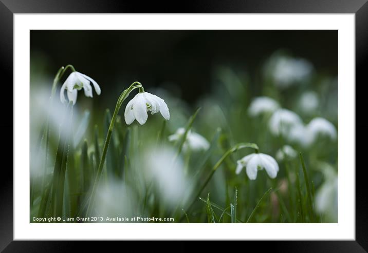 Snowdrops (Galanthus Nivalis) covered in dew dropl Framed Mounted Print by Liam Grant