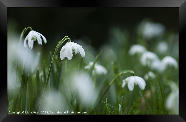 Snowdrops (Galanthus Nivalis) covered in dew dropl Framed Print by Liam Grant