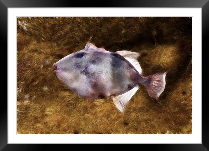 Trigger Fish  Phone Case Framed Mounted Print by Dave Wilkinson North Devon Ph