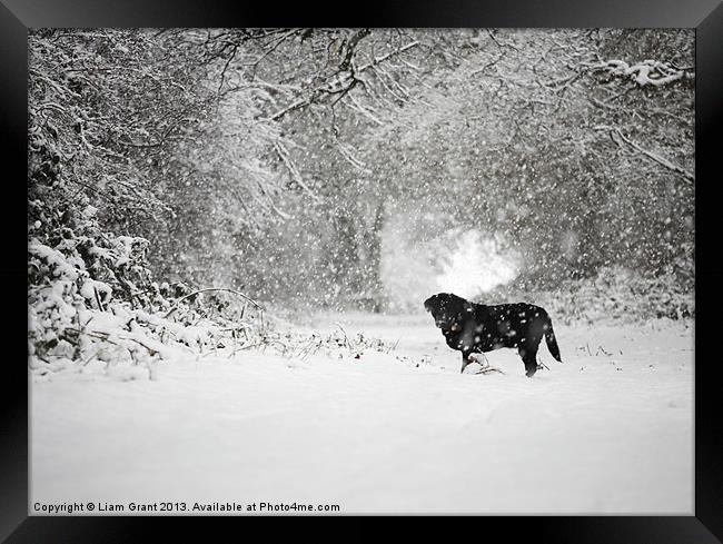 Black labrador in Snow, Thetford Forest, Norfolk,  Framed Print by Liam Grant