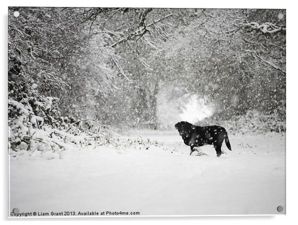 Black labrador in Snow, Thetford Forest, Norfolk,  Acrylic by Liam Grant