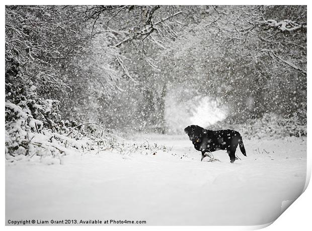 Black labrador in Snow, Thetford Forest, Norfolk,  Print by Liam Grant