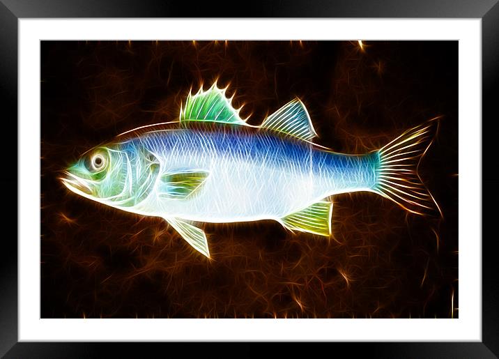 Sea Bass Phone Case Framed Mounted Print by Dave Wilkinson North Devon Ph