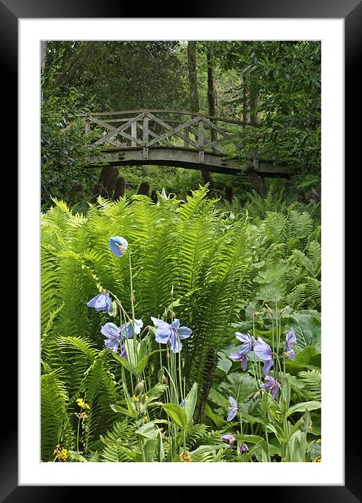 Woodland bridge at Aberglasney Framed Mounted Print by Paul May