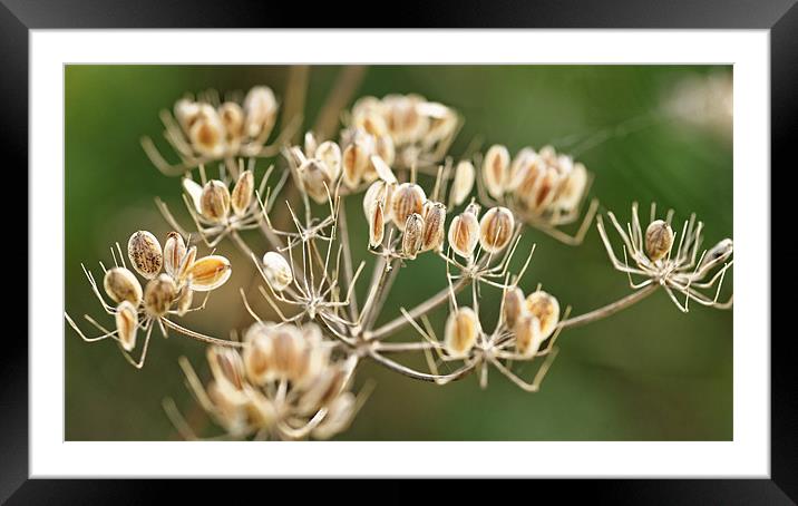 Autumn seeds Framed Mounted Print by Paul May