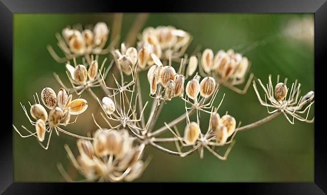 Autumn seeds Framed Print by Paul May