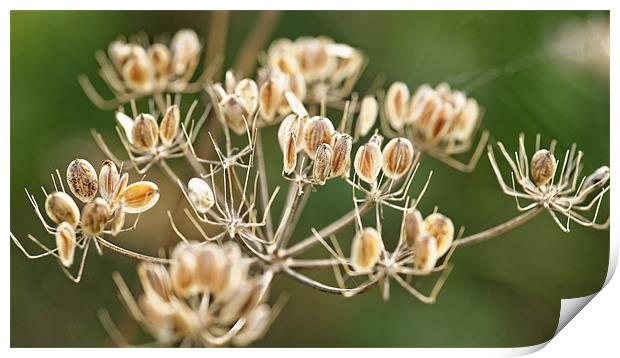 Autumn seeds Print by Paul May