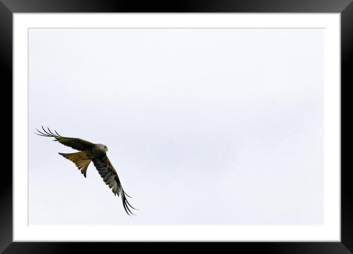 Red Kite on the wing Framed Mounted Print by Paul May