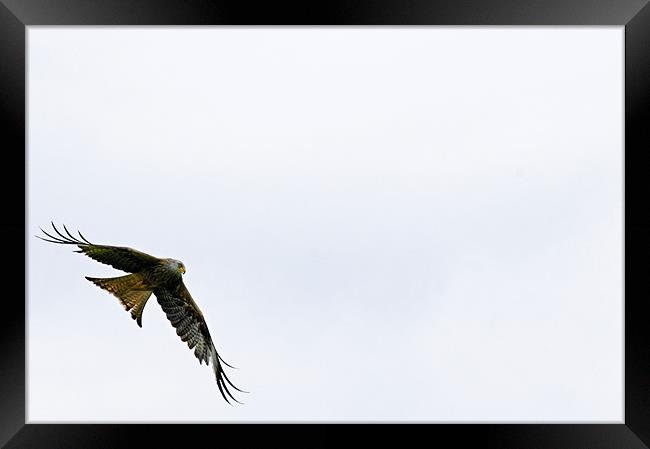 Red Kite on the wing Framed Print by Paul May