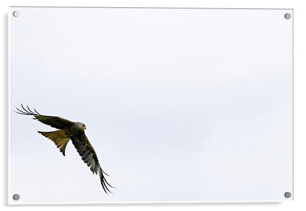 Red Kite on the wing Acrylic by Paul May
