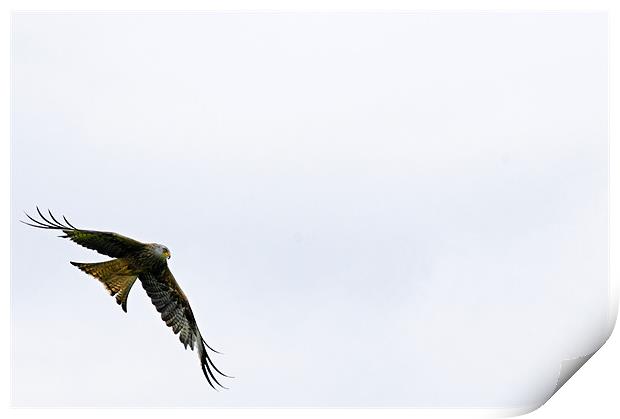 Red Kite on the wing Print by Paul May