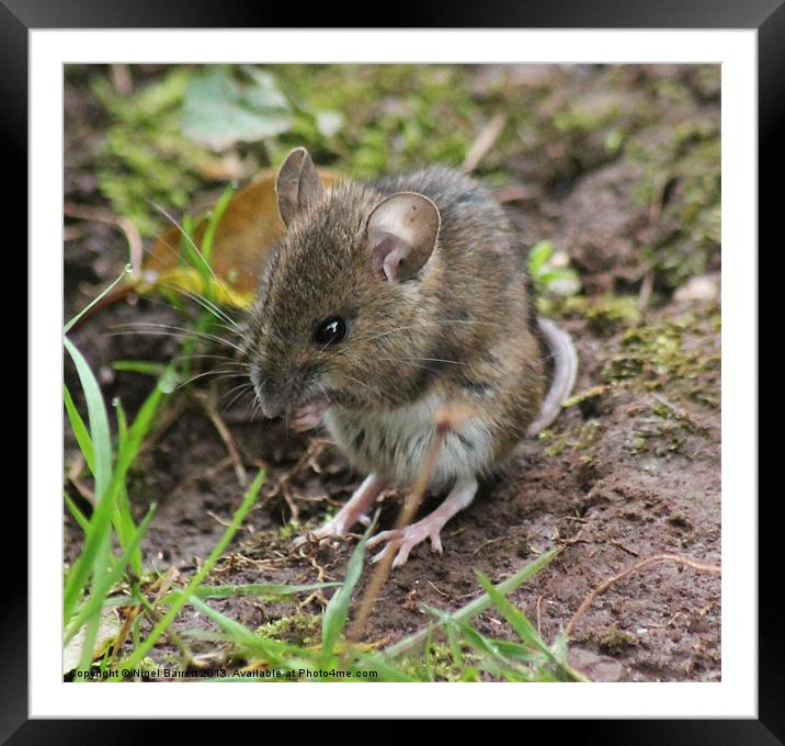 Field Mouse Pose Framed Mounted Print by Nigel Barrett Canvas