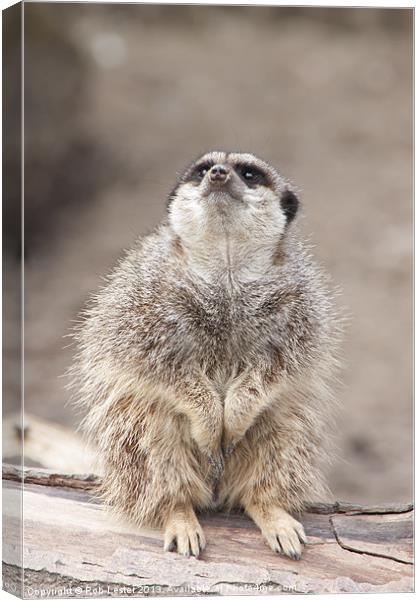 Timid Meerkat Canvas Print by Rob Lester