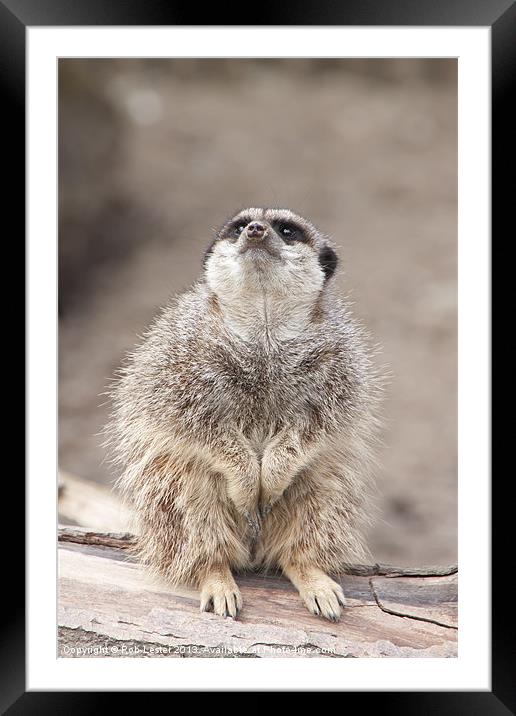 Timid Meerkat Framed Mounted Print by Rob Lester