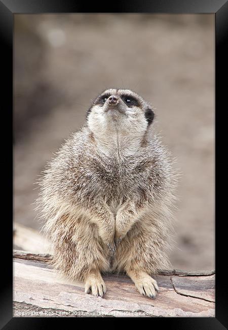 Timid Meerkat Framed Print by Rob Lester