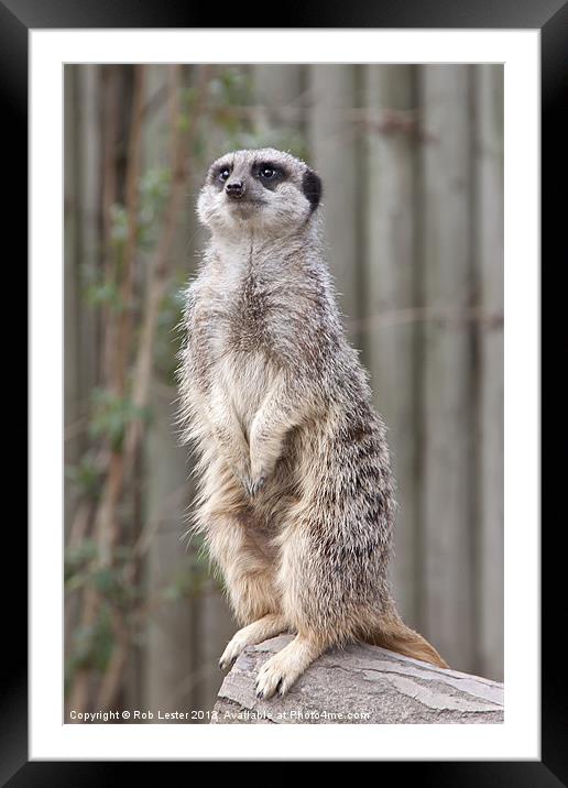 Meerkat 