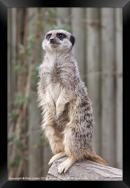 Meerkat 