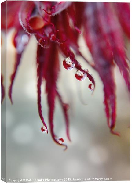 A DROP OF ACER Canvas Print by Rob Toombs