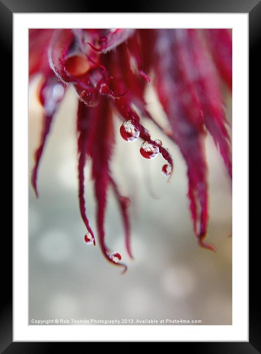 A DROP OF ACER Framed Mounted Print by Rob Toombs