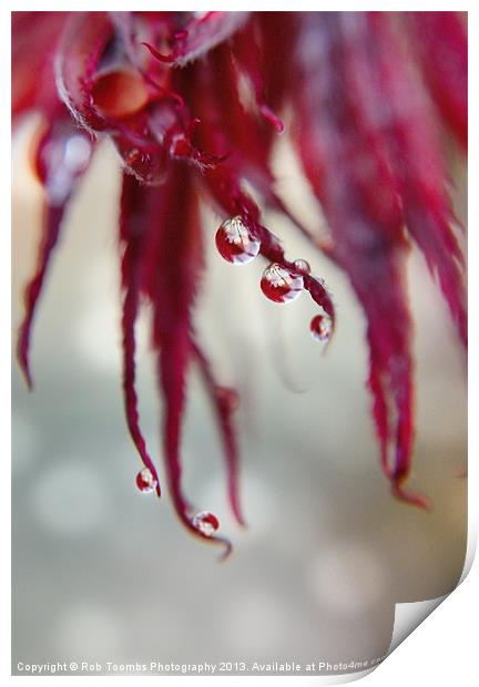 A DROP OF ACER Print by Rob Toombs
