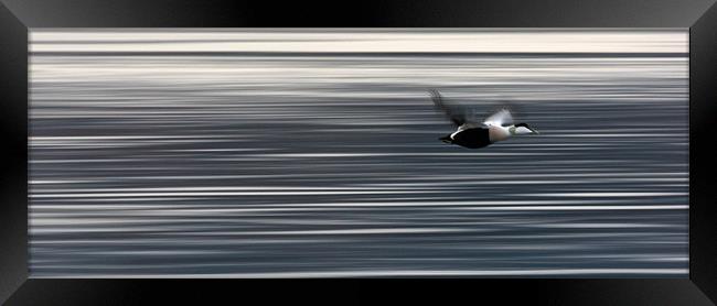 Eider Flight Framed Print by Nigel Atkinson