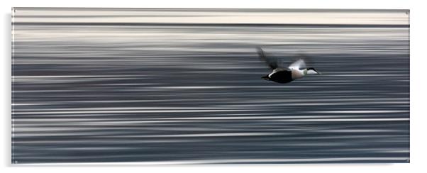 Eider Flight Acrylic by Nigel Atkinson