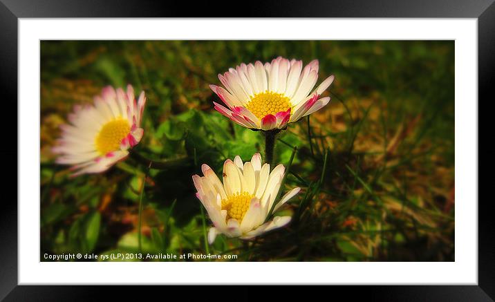 simple daisys Framed Mounted Print by dale rys (LP)