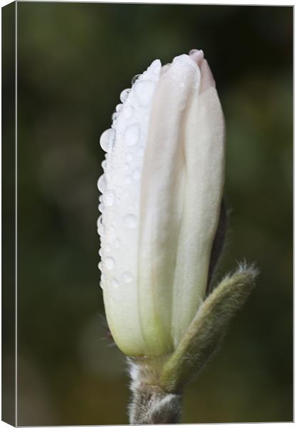 Magnolia in the rain Canvas Print by Steve Purnell