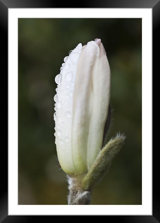 Magnolia in the rain Framed Mounted Print by Steve Purnell
