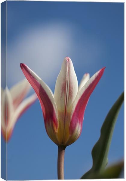 Red and White Tulip Canvas Print by Steve Purnell