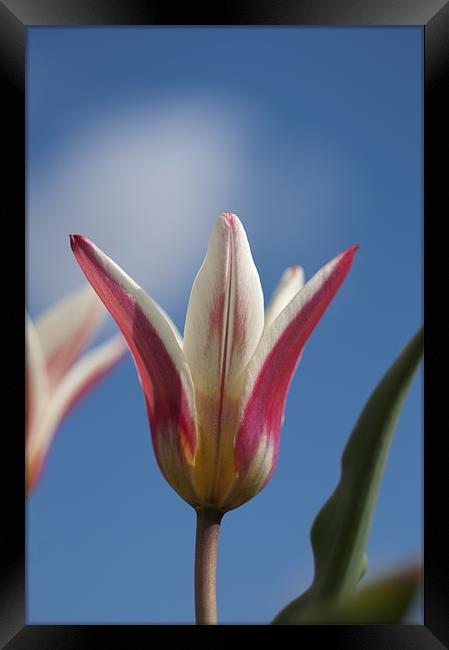Red and White Tulip Framed Print by Steve Purnell