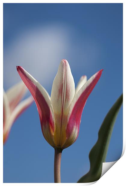 Red and White Tulip Print by Steve Purnell
