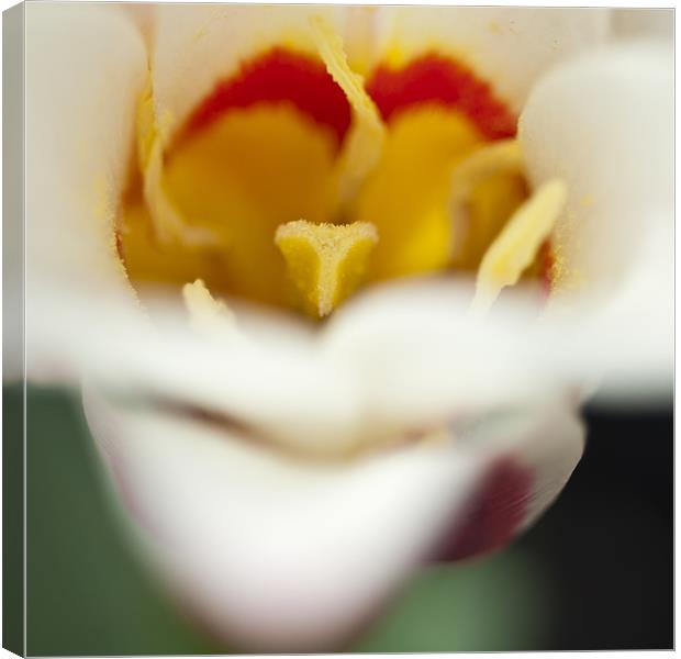Tulip Close Up Canvas Print by Steve Purnell
