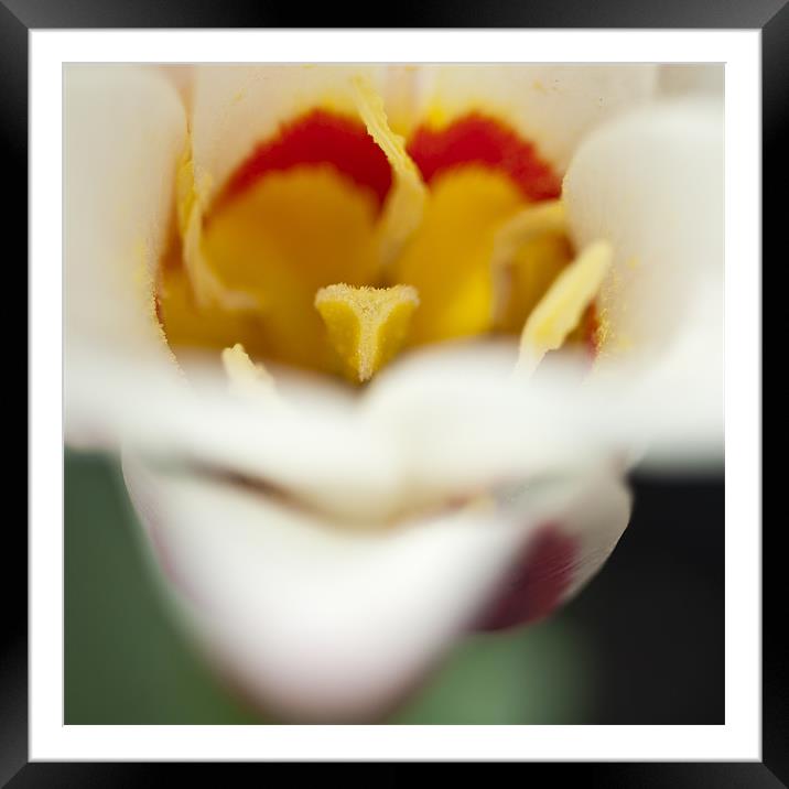 Tulip Close Up Framed Mounted Print by Steve Purnell