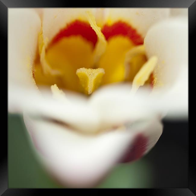 Tulip Close Up Framed Print by Steve Purnell