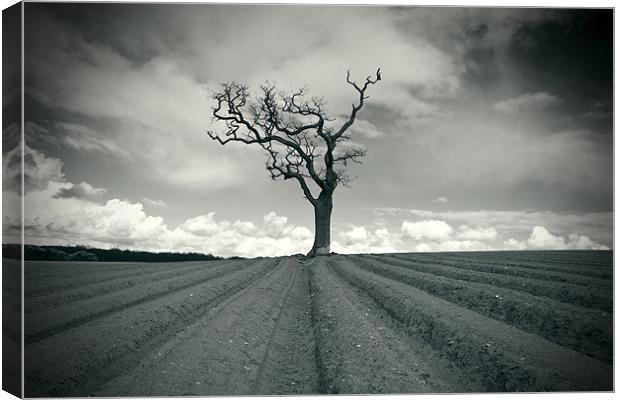 Tree Lines Canvas Print by Ian Rolfe