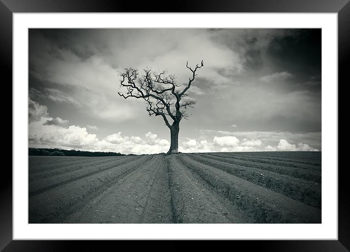 Tree Lines Framed Mounted Print by Ian Rolfe